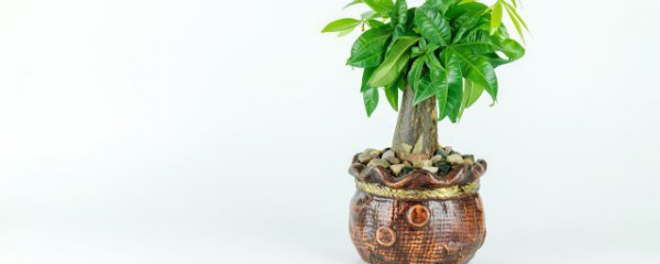 适合室内的长青盆栽有哪些