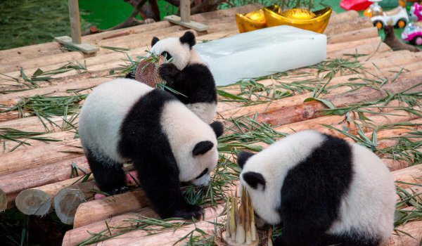 大熊猫为什么会濒临灭绝
