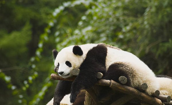 大熊猫为什么会濒临灭绝