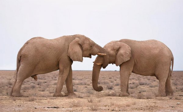 大熊猫为什么会濒临灭绝