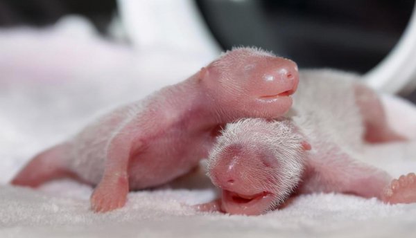 大熊猫为什么会濒临灭绝