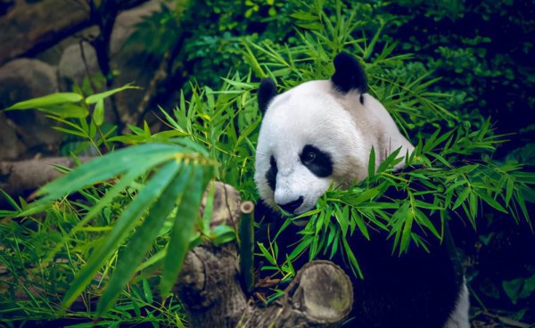 大熊猫为什么会濒临灭绝