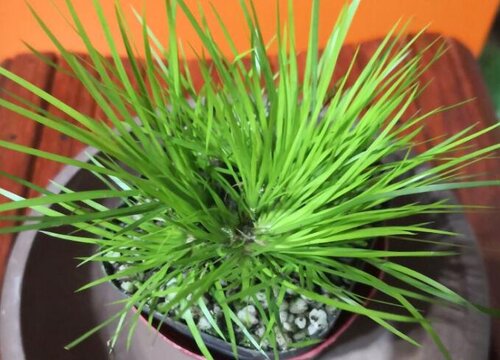 菖蒲叶子发黄怎么回事