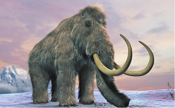 猛犸象是哺乳动物么