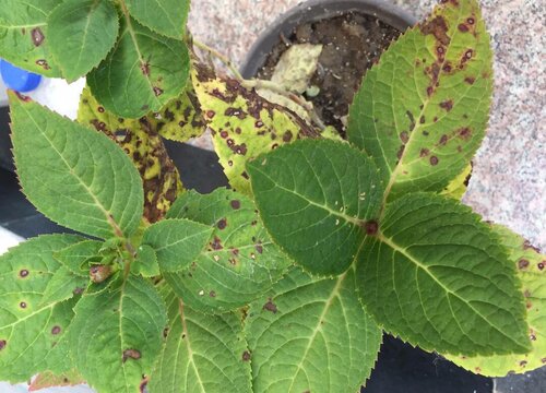 室内养殖花卉遇到叶斑教你正确处理