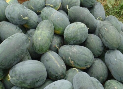 新疆盛产什么水果有名