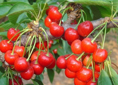 新疆盛产什么水果有名