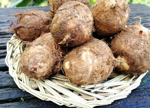 芋艿什么时候成熟