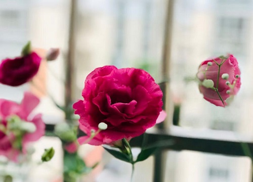 桔梗花花期是什么时候