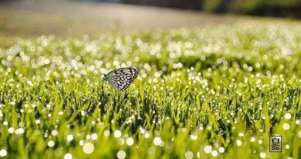 民间一向有白露身不露之说