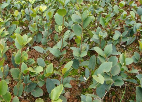 油茶苗什么时候栽最好