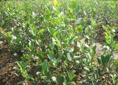 油茶苗什么时候栽最好