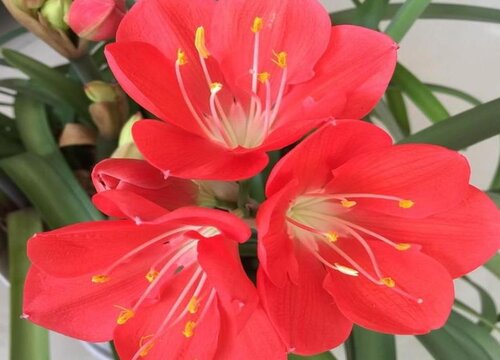 紫根兰花期是什么时候