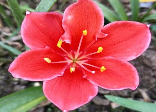 紫根兰花期是什么时候