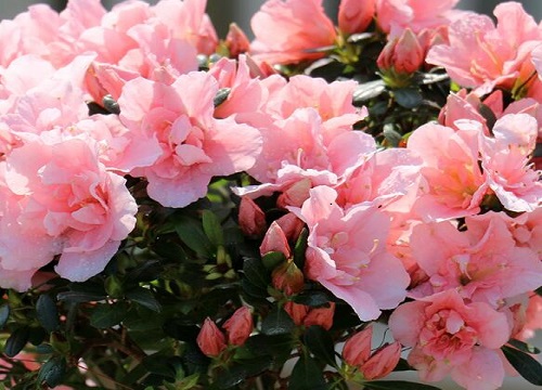 杜鹃花怎样修剪