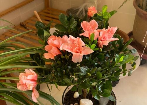 杜鹃花怎样修剪