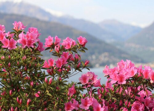 杜鹃花怎样修剪
