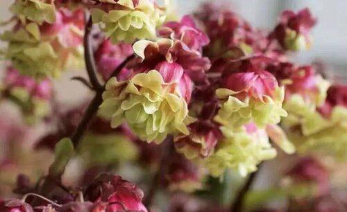 长寿花花期有多长时间