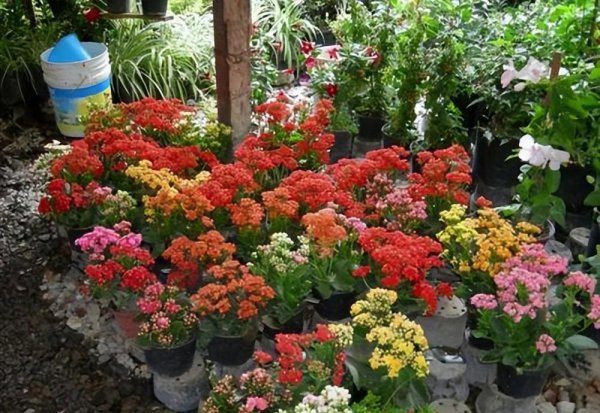 长寿花花期有多长时间