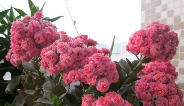 长寿花花期有多长时间