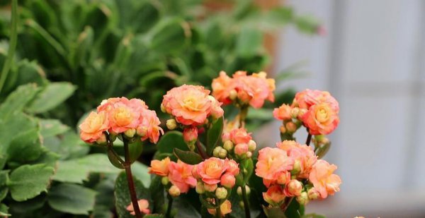 长寿花花期有多长时间