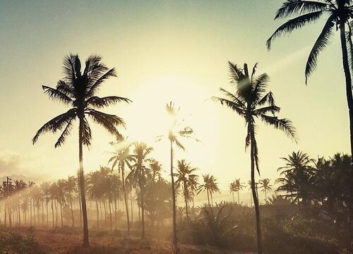 椰子树的叶子像什么形状