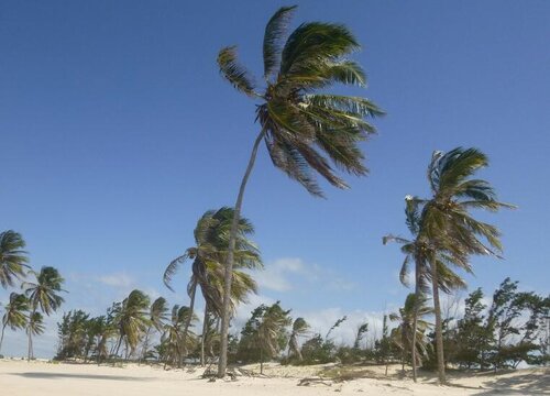 椰子树的叶子像什么形状