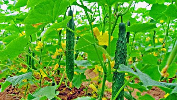 种植的黄瓜弯曲是什么原因