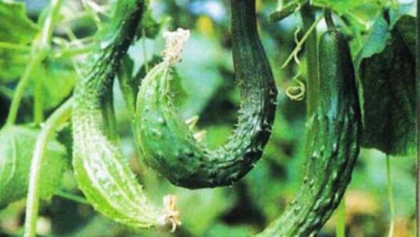 种植的黄瓜弯曲是什么原因