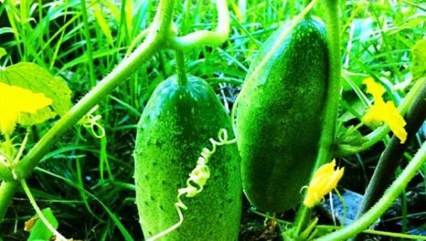种植的黄瓜弯曲是什么原因