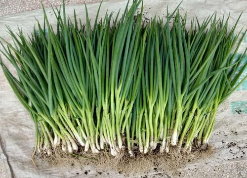 九月份种小葱可以吗