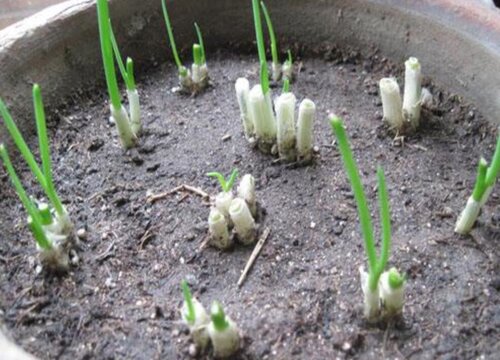 九月份种小葱可以吗