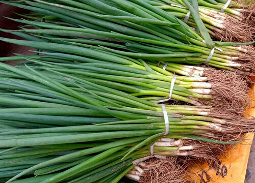 九月份种小葱可以吗