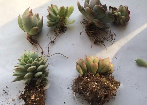 多肉法师什么时候换盆最好