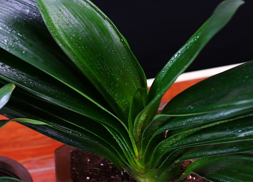 新买的君子兰如何缓苗恢复长势更快