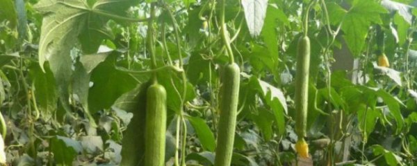 丝瓜适合什么季节播种