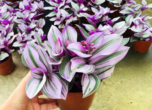 吊竹梅开花吗 几月开花