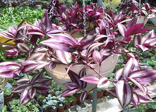 吊竹梅开花吗 几月开花