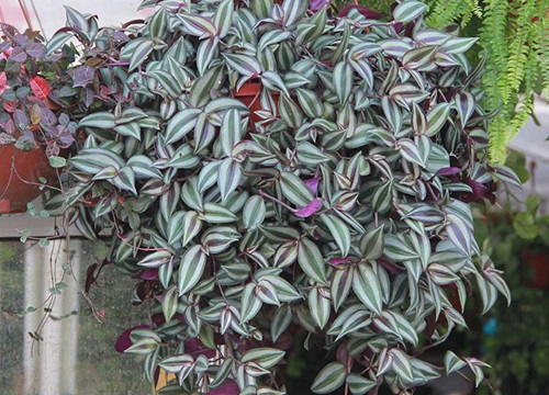 吊竹梅开花吗 几月开花