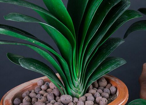 君子兰冬天可以换盆土吗