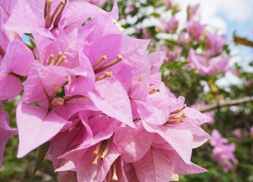 秋冬三角梅如何养才能越长越旺