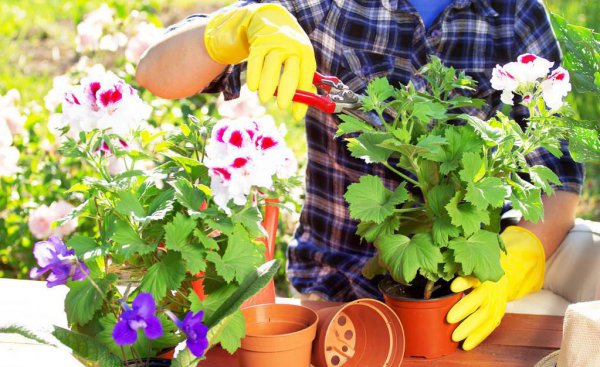 喜欢种花草的女人性格特点