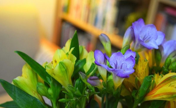 喜欢种花草的女人性格特点