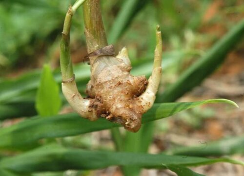 生姜留种明年再种怎么保存