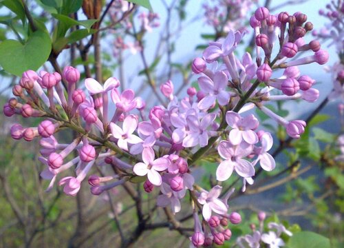 丁香叶是什么树的叶子