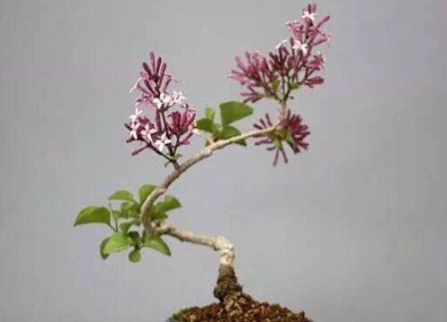 丁香叶是什么树的叶子