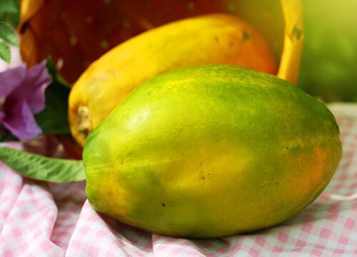 木瓜靠什么传播种子