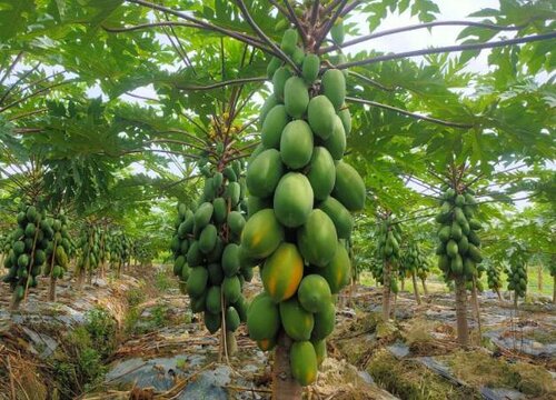 木瓜靠什么传播种子