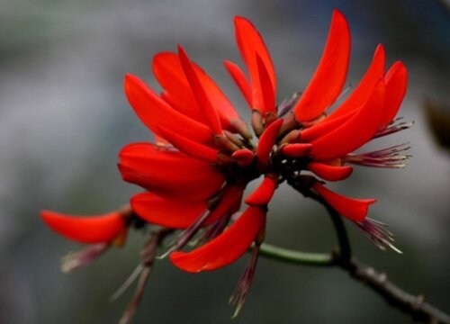 种植花卉赚钱吗