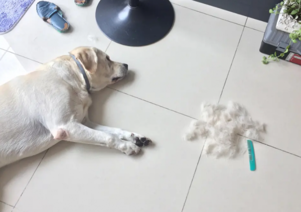 拉布拉多犬的致命缺点